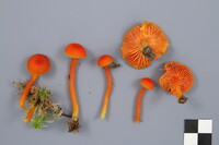 Hygrocybe squamulosa image